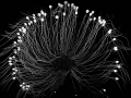 m349 BW ct