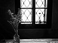m356 bw